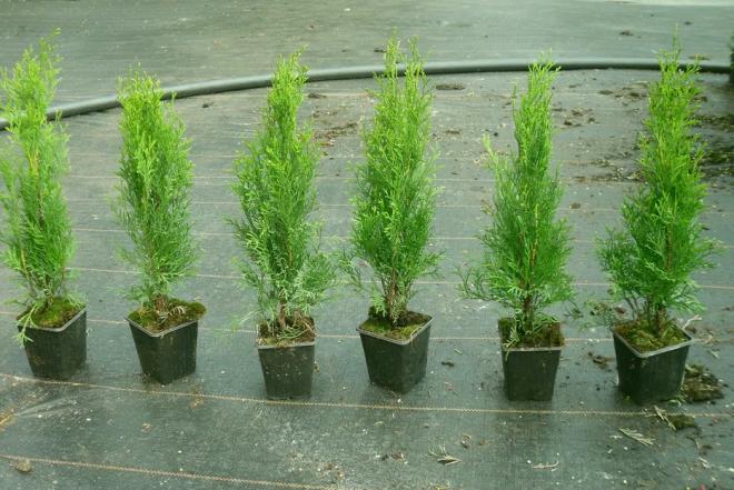 Tujos Smaragd - p9 vazonas - 0,49 € - iki 55 cm-0