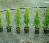 Tujos Smaragd - p9 vazonas - 0,49 € - iki 55 cm-0