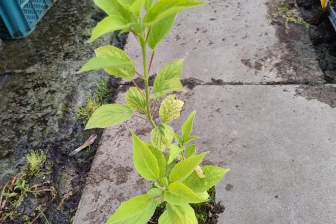 Hortenzijos Annabelle, Hydrangea, - p9 vazonas-0