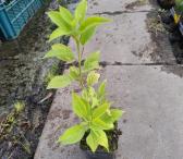 Hortenzijos Annabelle, Hydrangea, - p9 vazonas-0