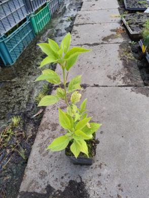 Hortenzijos Annabelle, Hydrangea, - p9 vazonas-0