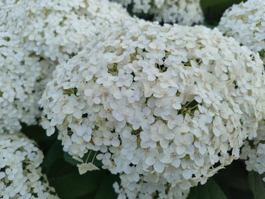 Hortenzijos Annabelle, Hydrangea, - p9 vazonas-2