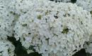 Hortenzijos Annabelle, Hydrangea, - p9 vazonas-2