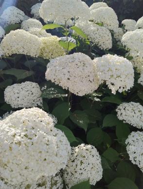 Hortenzijos Annabelle, Hydrangea, - p9 vazonas-3