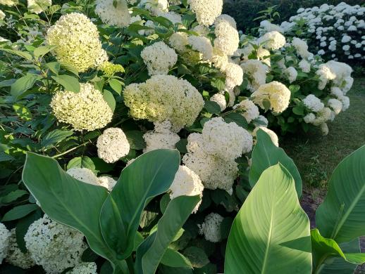 Hortenzijos Annabelle, Hydrangea, - p9 vazonas-5