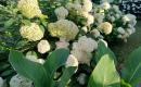 Hortenzijos Annabelle, Hydrangea, - p9 vazonas-5