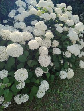 Hortenzijos Annabelle, Hydrangea, - p9 vazonas-4