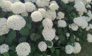 Hortenzijos Annabelle, Hydrangea, - p9 vazonas-4