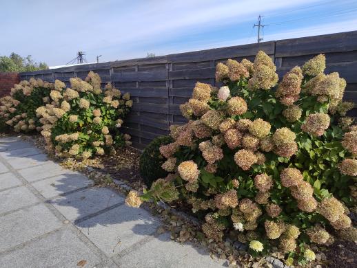 Hortenzijos Annabelle, Hydrangea, - p9 vazonas-6