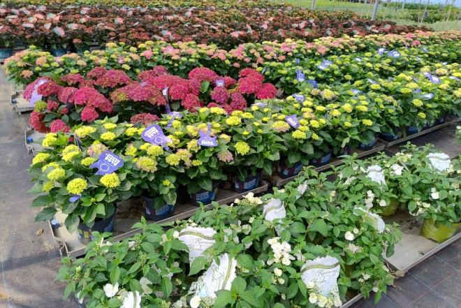 Hortenzijos Annabelle, dekoratyv augalai, - Hydrangea-0