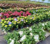 Hortenzijos Annabelle, dekoratyv augalai, - Hydrangea-0