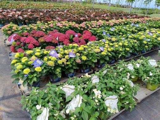 Hortenzijos Annabelle, dekoratyv augalai, - Hydrangea-0