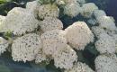 Hortenzijos Annabelle, dekoratyv augalai, - Hydrangea-1