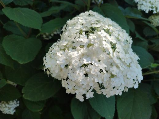 Hortenzijos Annabelle, dekoratyv augalai, - Hydrangea-2