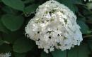 Hortenzijos Annabelle, dekoratyv augalai, - Hydrangea-2
