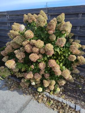 Hortenzijos Annabelle, dekoratyv augalai, - Hydrangea-3