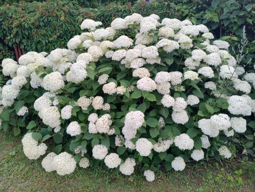 Hortenzijos Annabelle, dekoratyv augalai, - Hydrangea-5