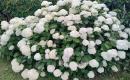 Hortenzijos Annabelle, dekoratyv augalai, - Hydrangea-5