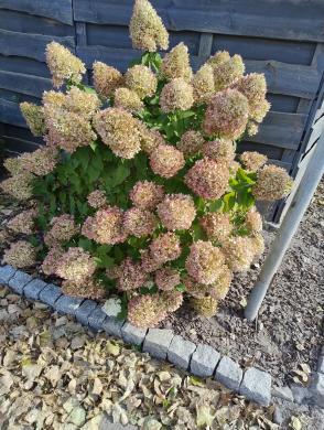 Hortenzijos Annabelle, dekoratyv augalai, - Hydrangea-6