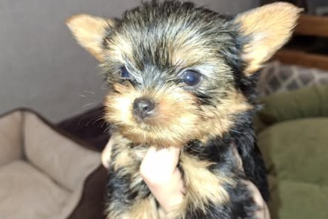 Чистокровные щенки Йоркширского Терьера.-0