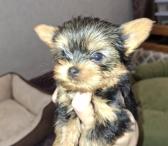 Чистокровные щенки Йоркширского Терьера.-0