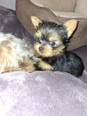 Чистокровные щенки Йоркширского Терьера.-3