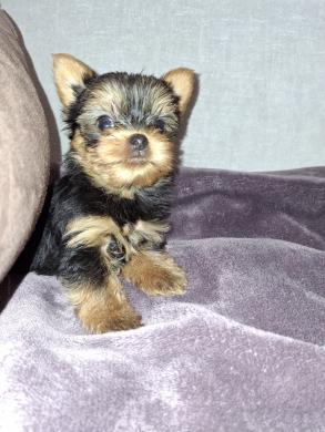 Чистокровные щенки Йоркширского Терьера.-4