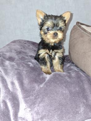 Чистокровные щенки Йоркширского Терьера.-5