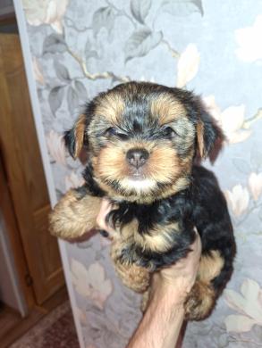 Чистокровные щенки Йоркширского Терьера.-6