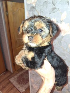Чистокровные щенки Йоркширского Терьера.-7