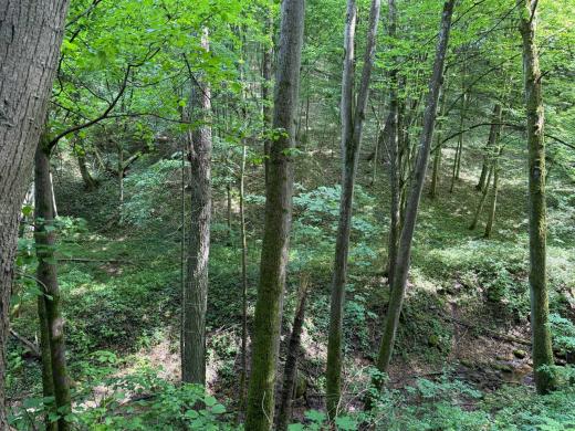 PARDUODAMAS 4,0996 HA SKLYPAS MARGARAVOS K., ALYTAUS R. – ŠALIA NEMUNO IR PUNIOS ŠILO!-3