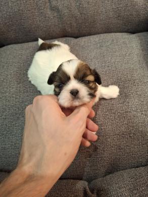 Idealūs grynaveisliai Ši Cu veislės šuniukai.-1