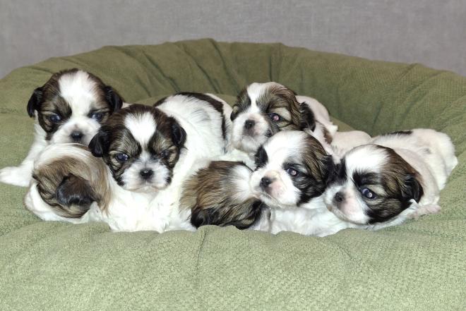 Idealūs grynaveisliai Ši Cu veislės šuniukai.-0