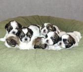 Idealūs grynaveisliai Ši Cu veislės šuniukai.-0