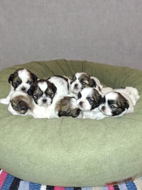 Idealūs grynaveisliai Ši Cu veislės šuniukai.-0