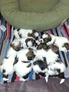 Idealūs grynaveisliai Ši Cu veislės šuniukai.-3