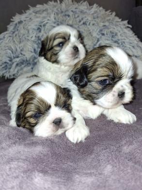 Idealūs grynaveisliai Ši Cu veislės šuniukai.-6
