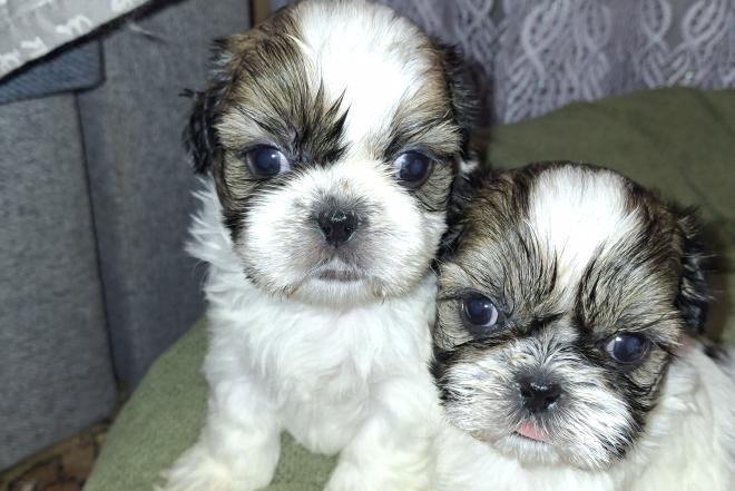 Idealūs grynaveisliai Ši Cu veislės šuniukai.-0