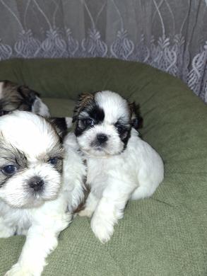 Idealūs grynaveisliai Ši Cu veislės šuniukai.-1
