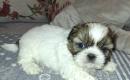 Idealūs grynaveisliai Ši Cu veislės šuniukai.-2