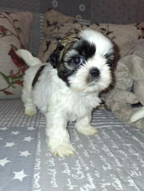 Idealūs grynaveisliai Ši Cu veislės šuniukai.-3