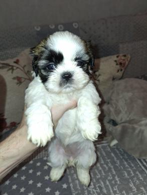 Idealūs grynaveisliai Ši Cu veislės šuniukai.-4
