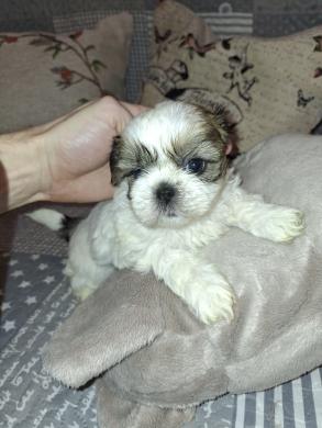 Idealūs grynaveisliai Ši Cu veislės šuniukai.-5