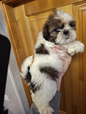 Idealūs grynaveisliai Ši Cu veislės šuniukai.-6