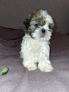 Idealūs grynaveisliai Ši Cu veislės šuniukai.-7