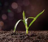 Juodzemis siltnamiui, vejai, darzui Palanga, Kretinga-0