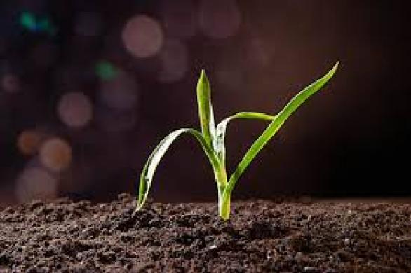 Juodzemis siltnamiui, vejai, darzui Palanga, Kretinga-0