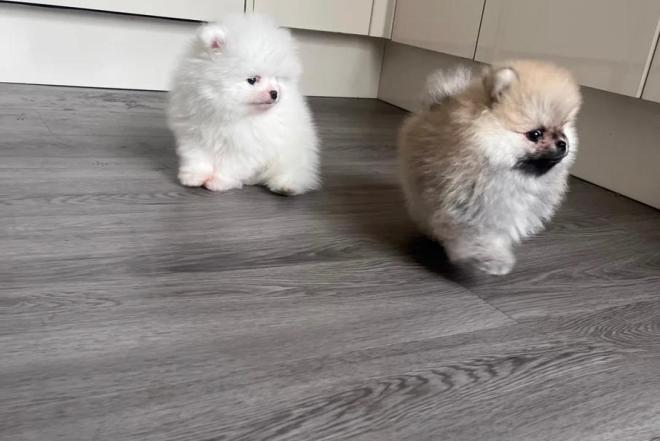 Aukštos kokybės Pomeranijos špicų šuniukai-0