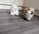 Aukštos kokybės Pomeranijos špicų šuniukai-0