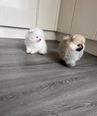 Aukštos kokybės Pomeranijos špicų šuniukai-0